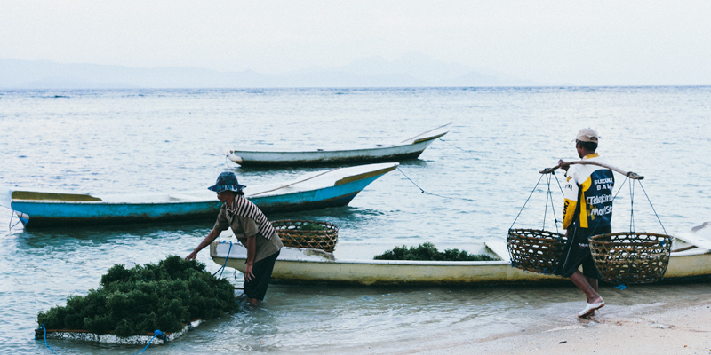 Bringing-seaweed-in_800x400